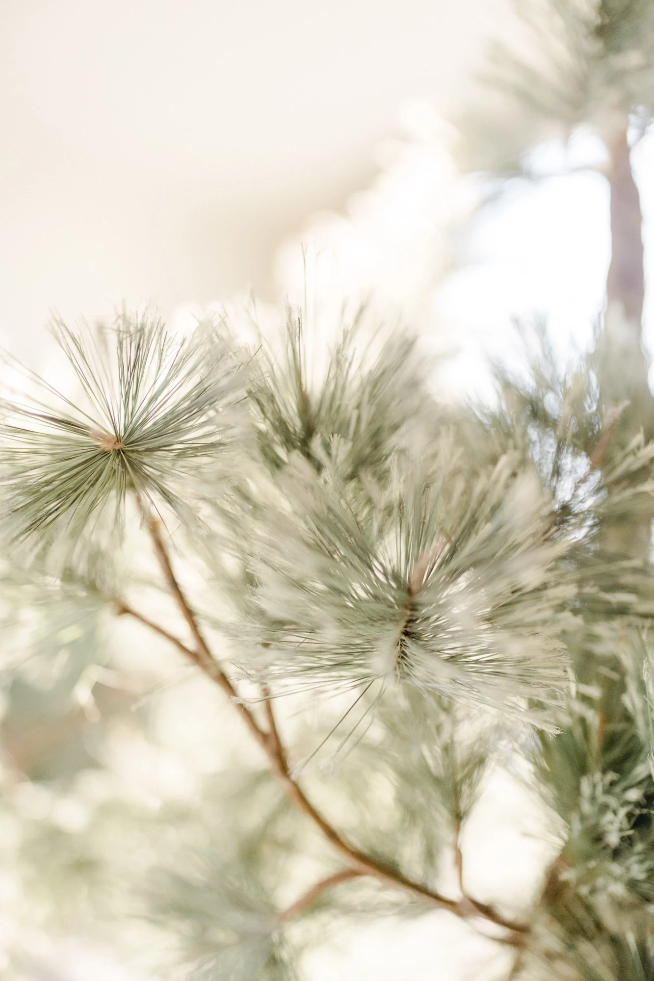 conifères pin gris professionnel
